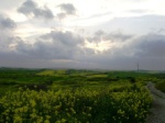 Mesaoria and mustard fields